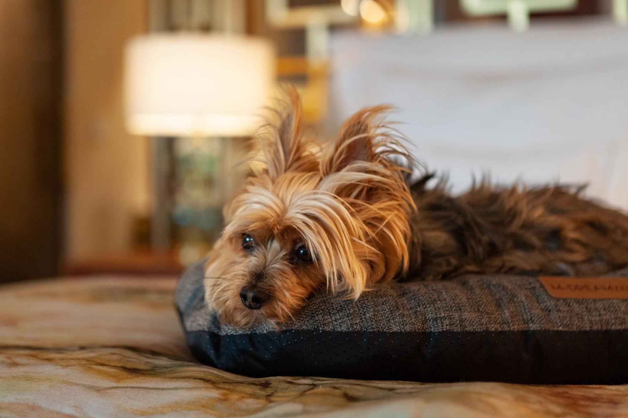 Wine & Books Lisboa Hotel Εξωτερικό φωτογραφία A Yorkshire Terrier